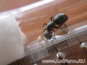 Матка Camponotus vagus с расплодом (21 фото)