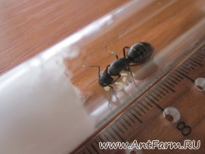 Матка Camponotus vagus с расплодом (21 фото)