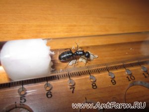 Camponotus vagus - первые коконы и первые рабочие