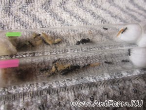 Camponotus vagus - первые коконы и первые рабочие